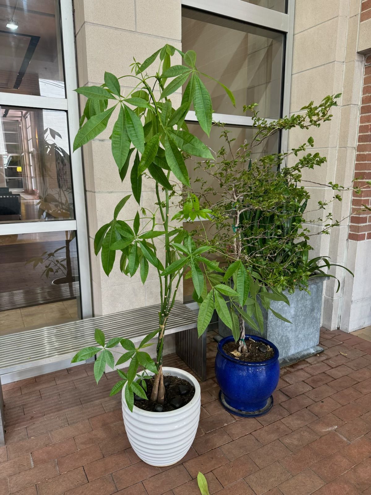 Two potted plants, one tall with green leaves, the other bushy. Set outside, near a window and bench.