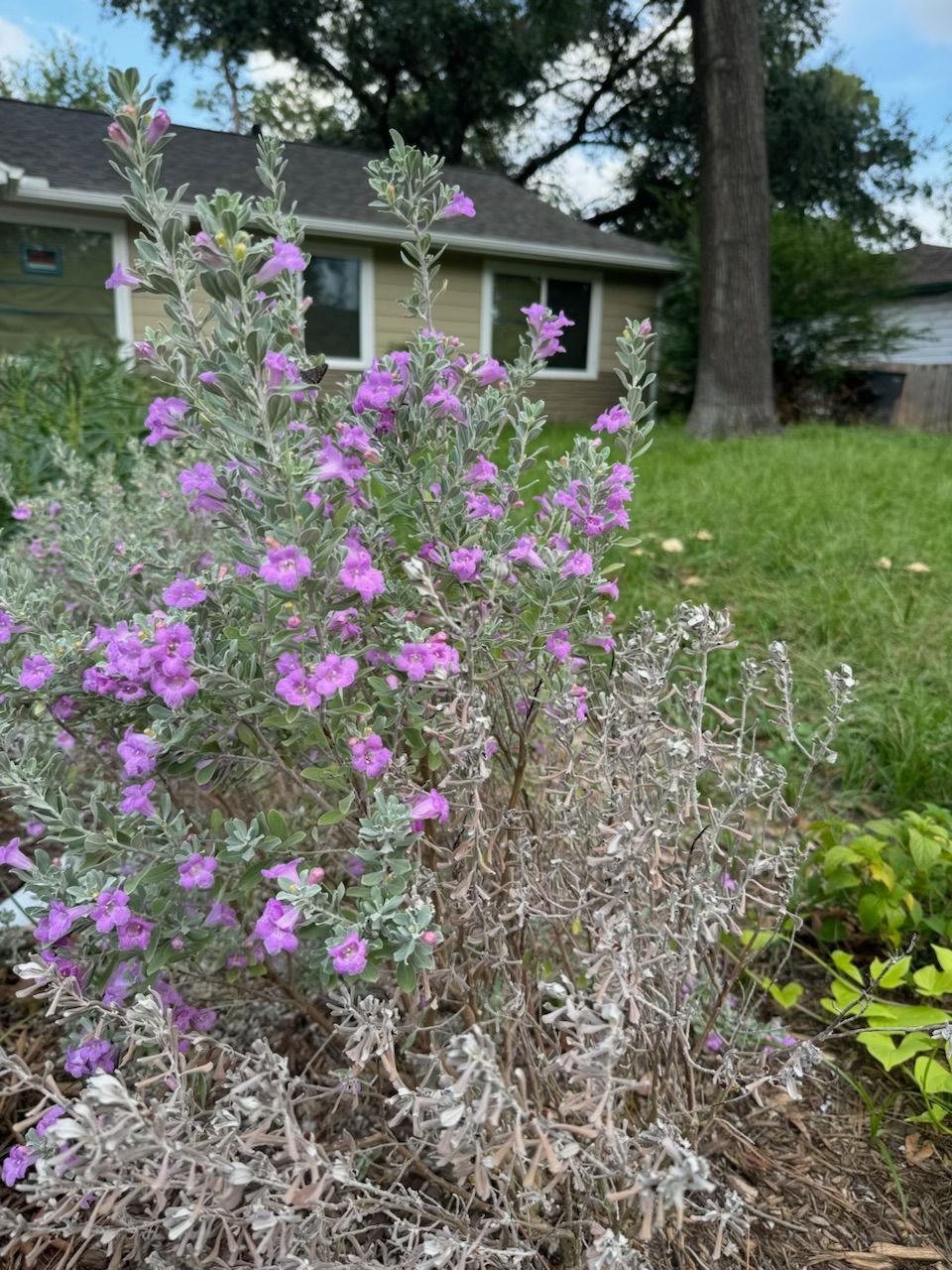 Purple flowering shrub with silvery leaves in front of a house.
