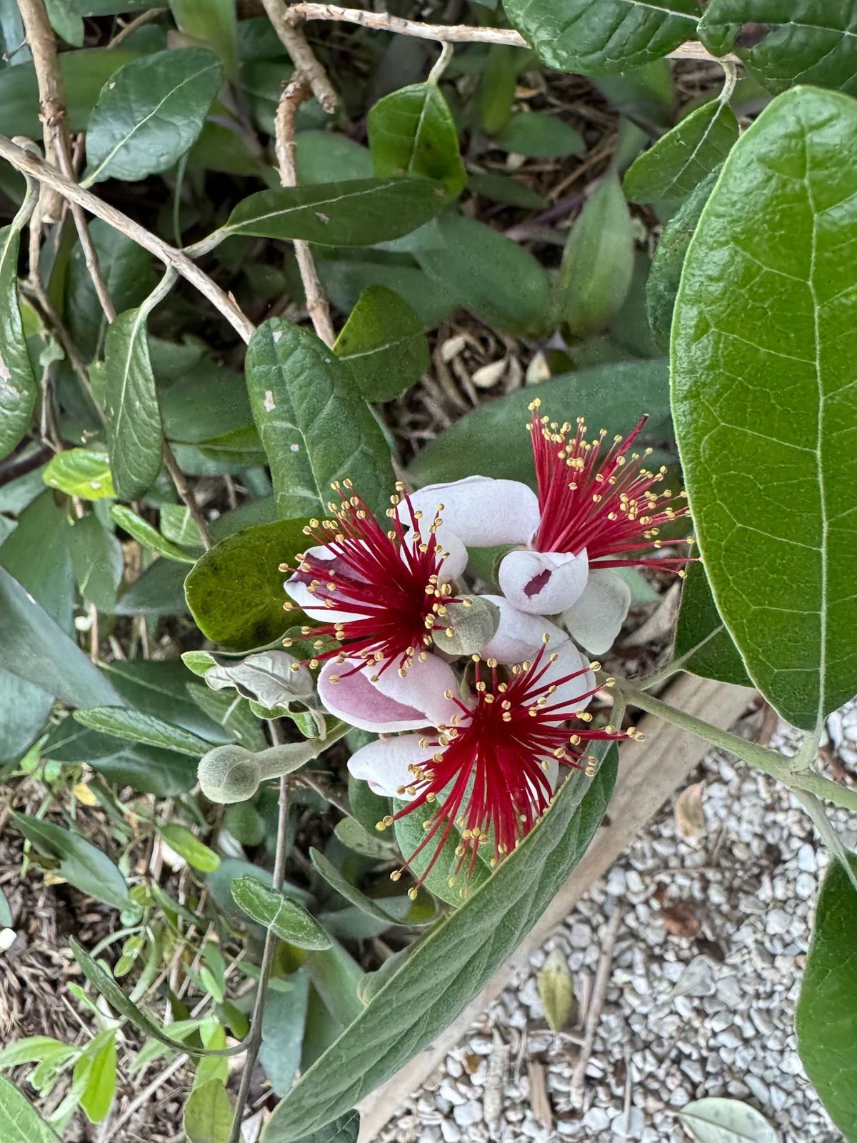 Clusters of feijoa flowers, white petals with vibrant red stamens, surrounded by green foliage.
