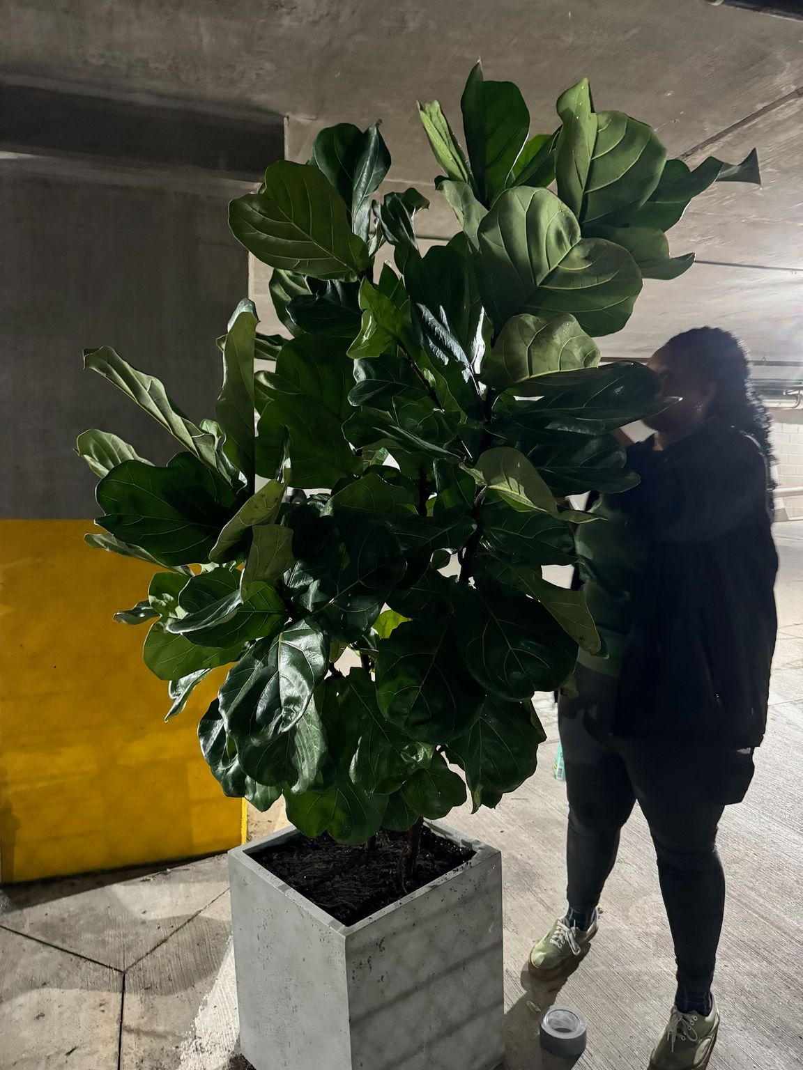 Person admiring a large fiddle-leaf fig tree in a concrete pot. Indoors, gray setting, bright green leaves, yellow square.