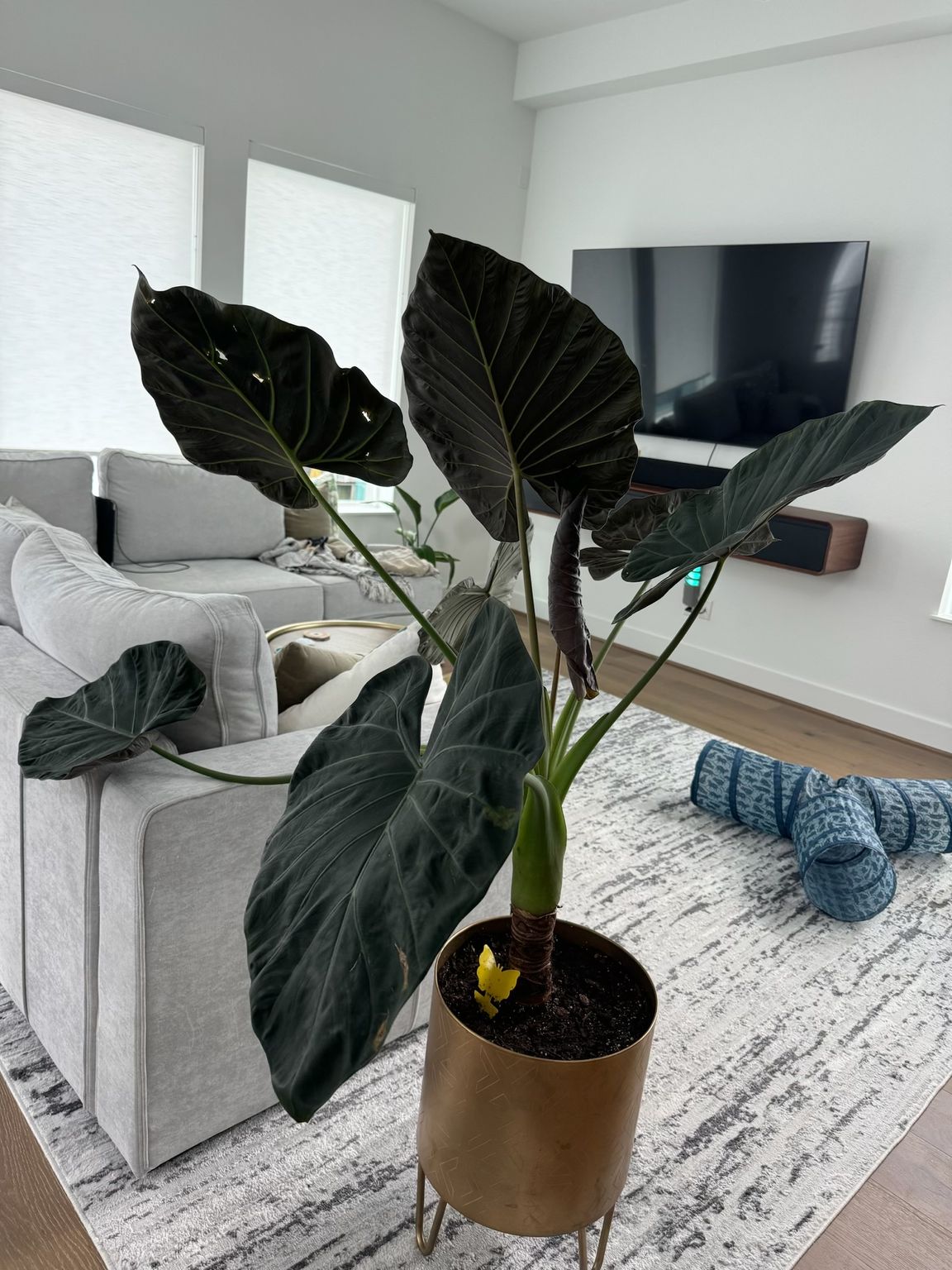 Large dark-leaved Alocasia plant in a gold pot, set on a patterned rug in a bright room.