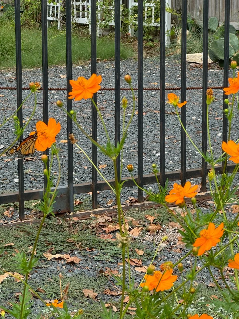 Monarch butterfly on orange cosmos flowers, next to a black fence.
