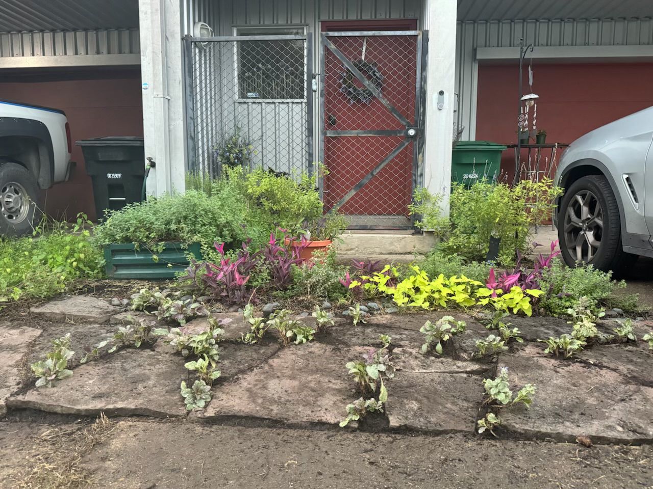 A garden bed with various plants in front of a building with a red door and two vehicles parked nearby.