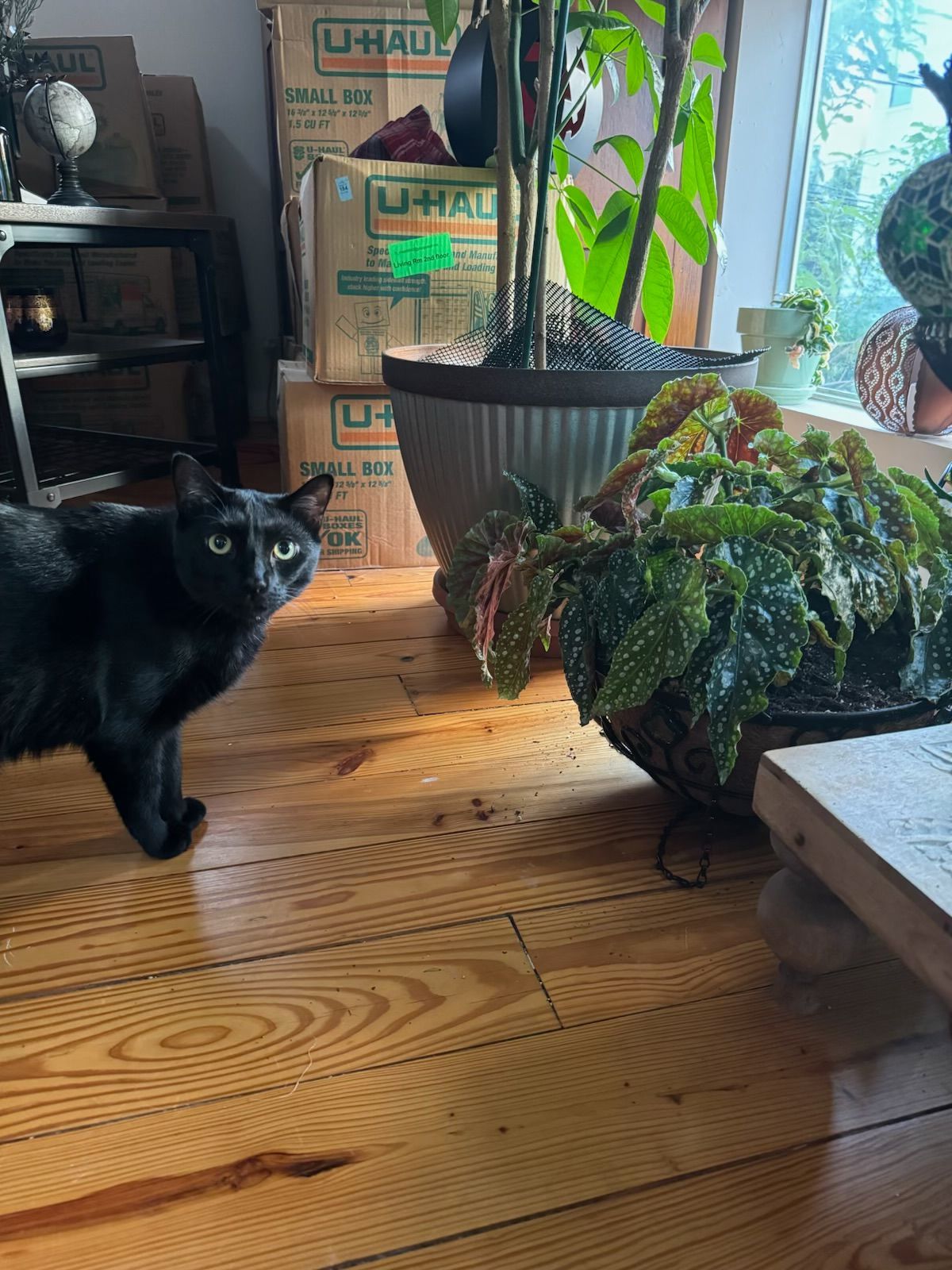 Black cat looking towards the camera, standing on a hardwood floor, next to potted plants and moving boxes.