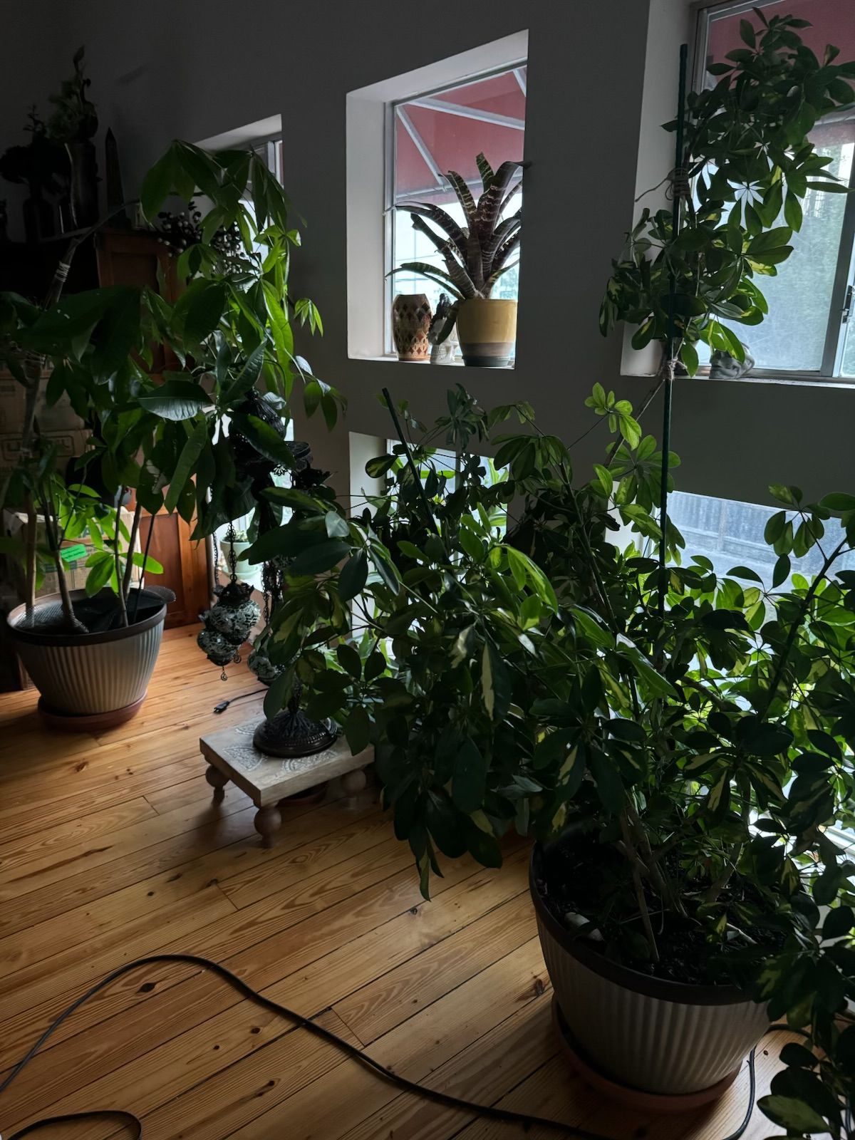 Sunlit room with many potted plants, including large leafy ones by a window.