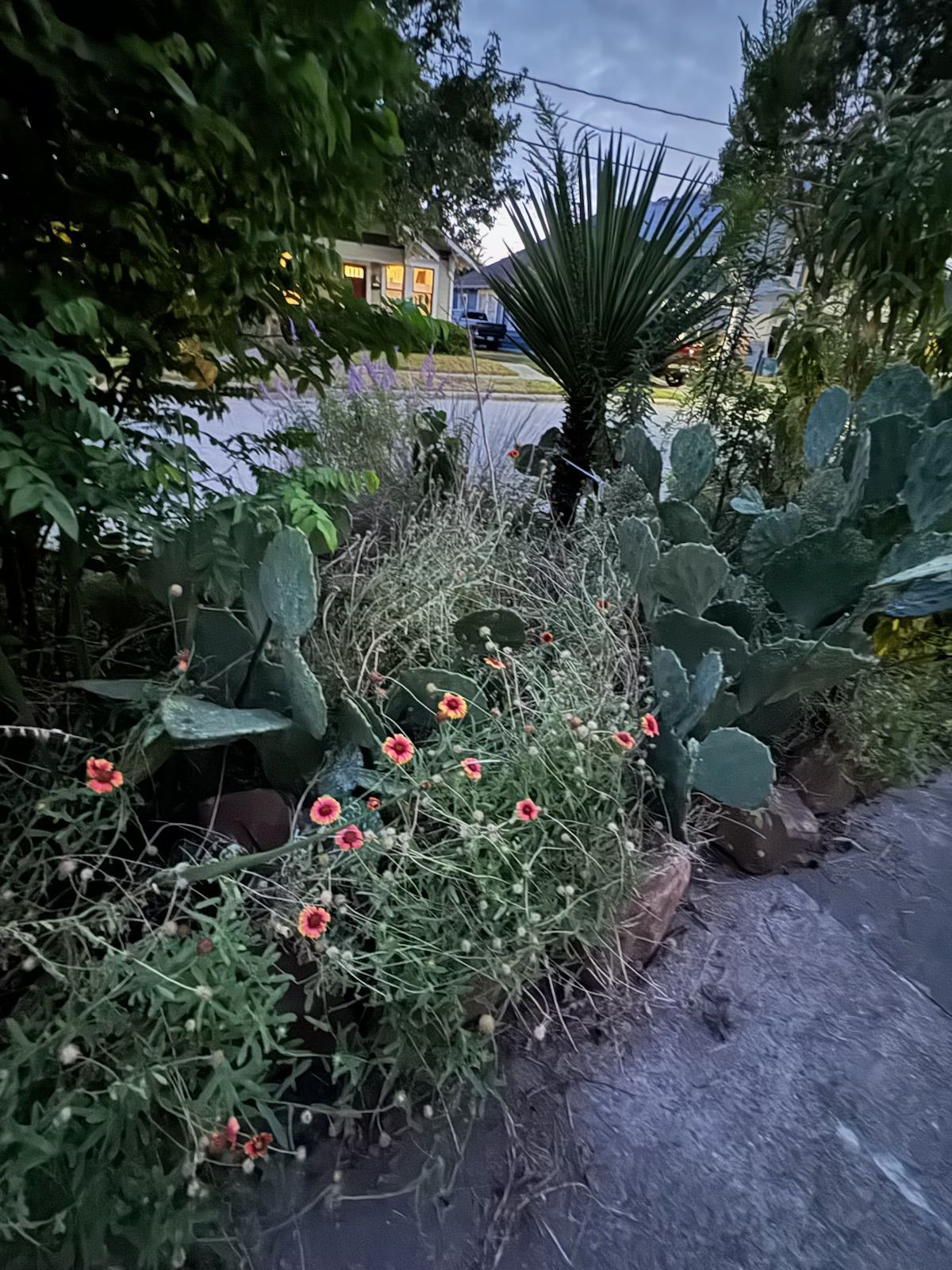 A garden bed featuring prickly pear cactus, small red flowers, and a spiky plant next to a sidewalk.