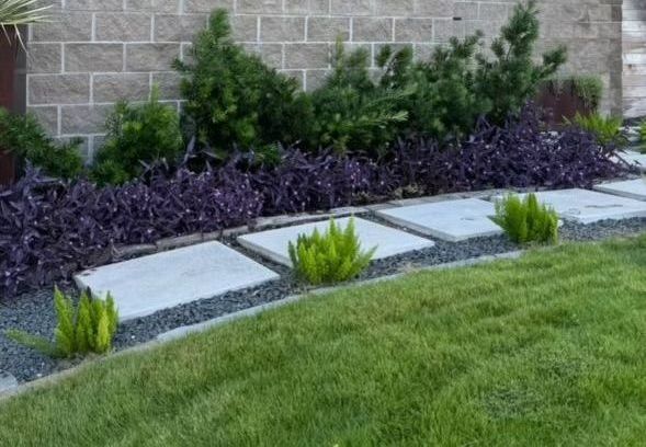 Lush green lawn with a bed of dark purple plants, gray stepping stones, and a brick wall background.