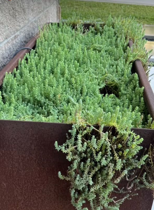 Planter box filled with dense, green, succulent plants; rusty metal container.