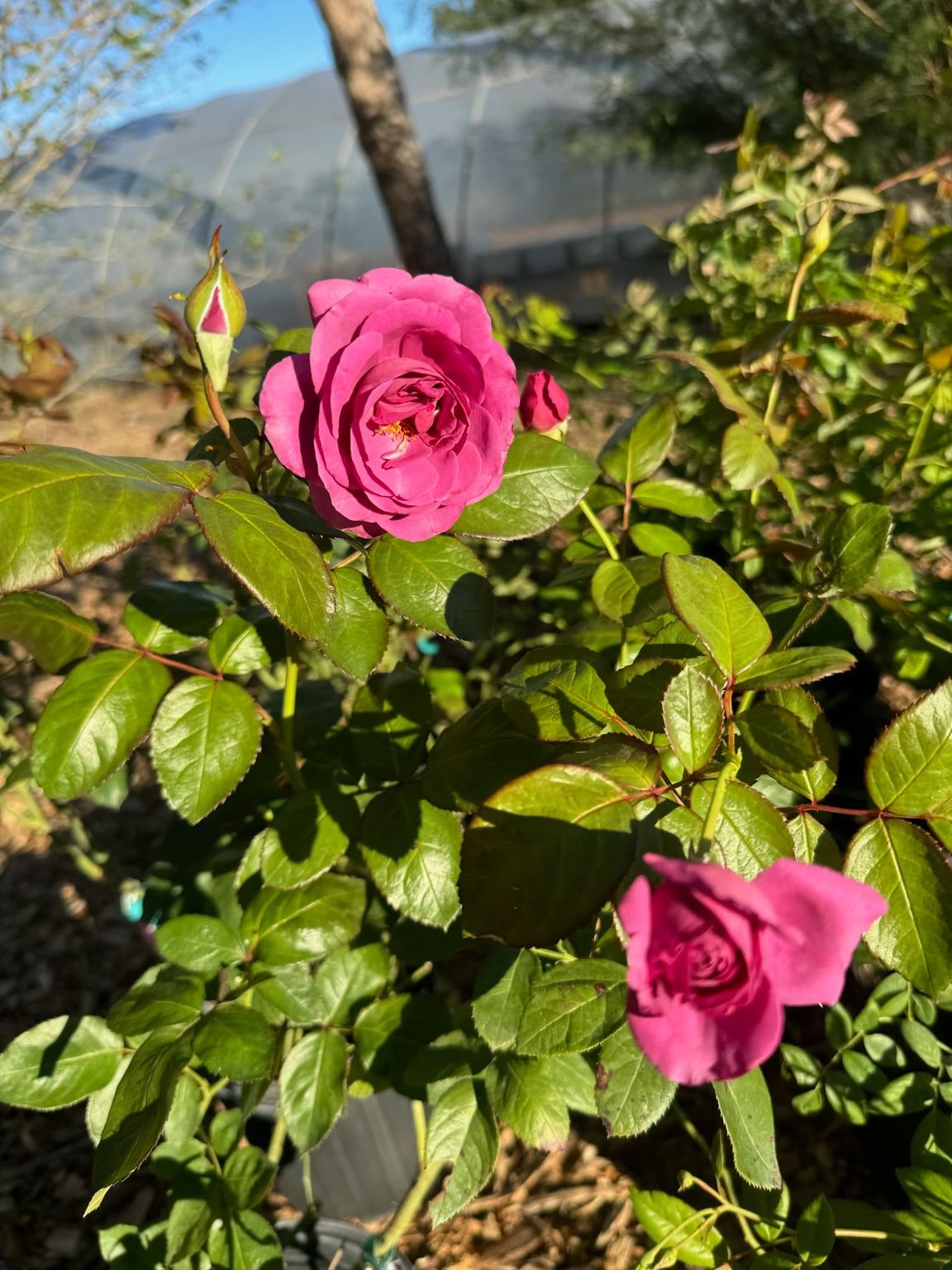 Pink roses blooming on a green bush in a sunny garden.