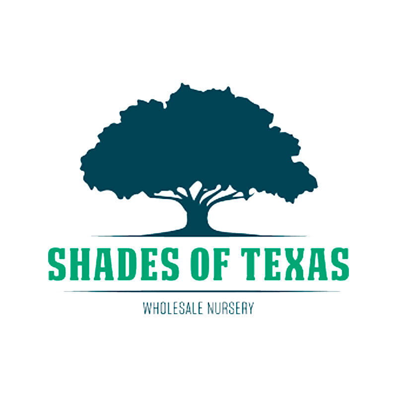 Logo for Shades of Texas Wholesale Nursery: teal tree silhouette above teal text, 
