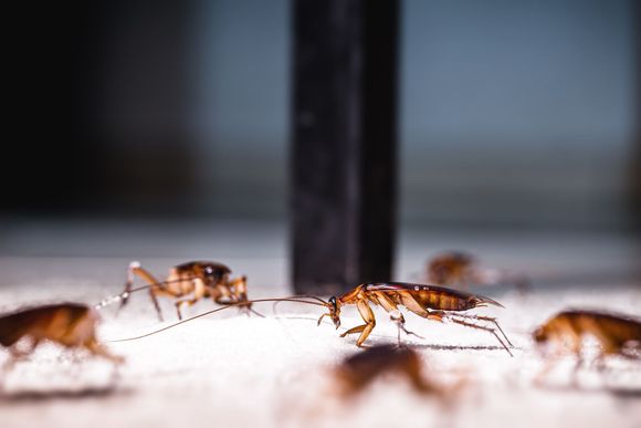 A group of cockroaches are crawling on a white surface.
