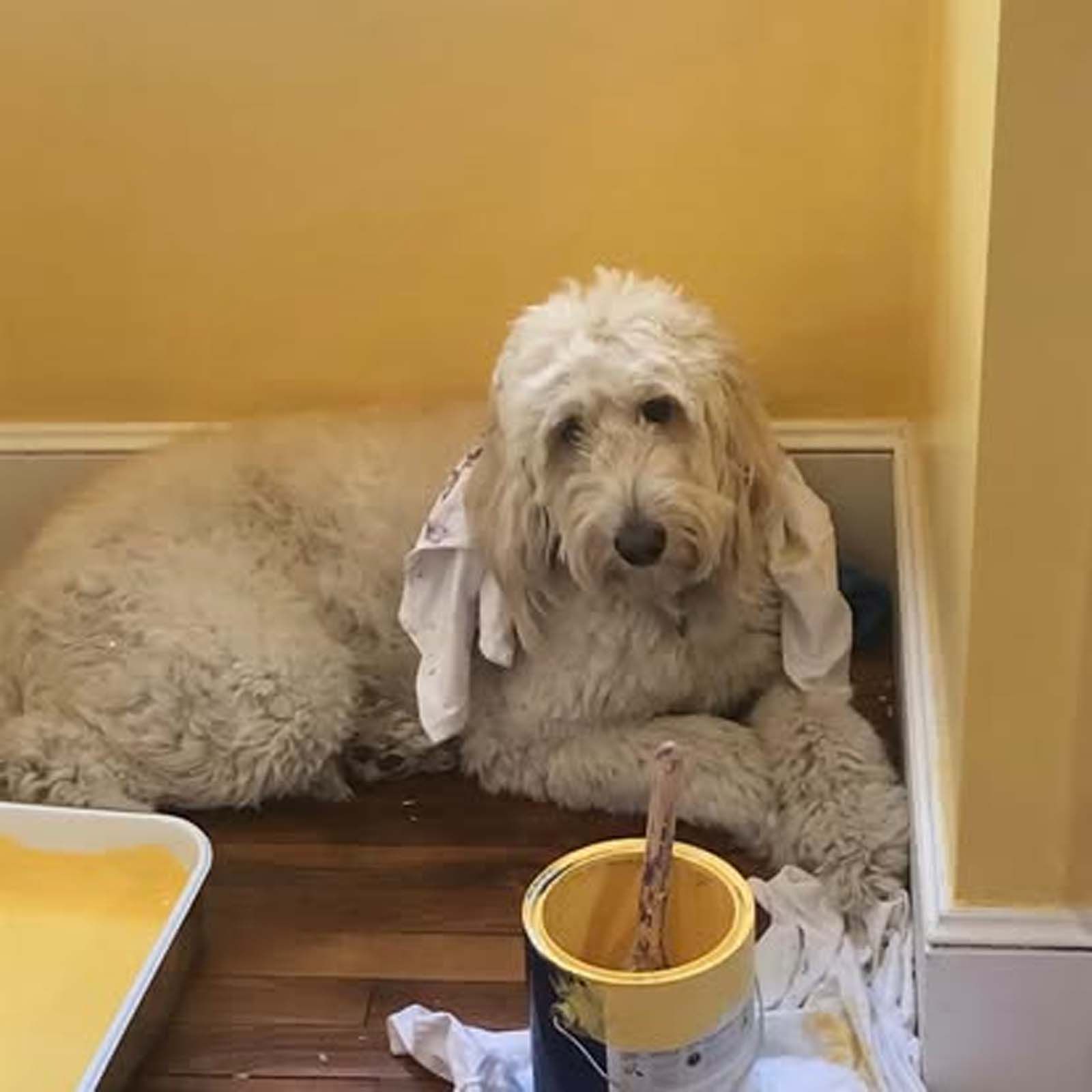 A dog is laying on the floor next to a can of paint.