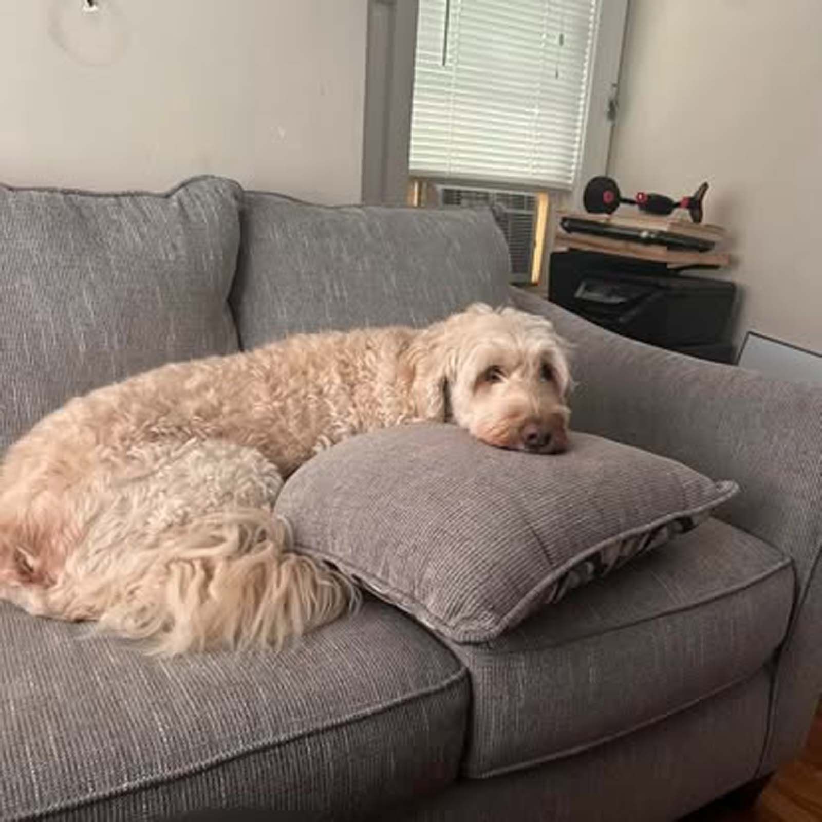 A dog is laying on a pillow on a couch.