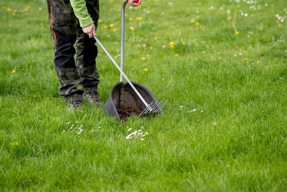 Person raking up dog waste in grassy yard, using a long-handled scoop.