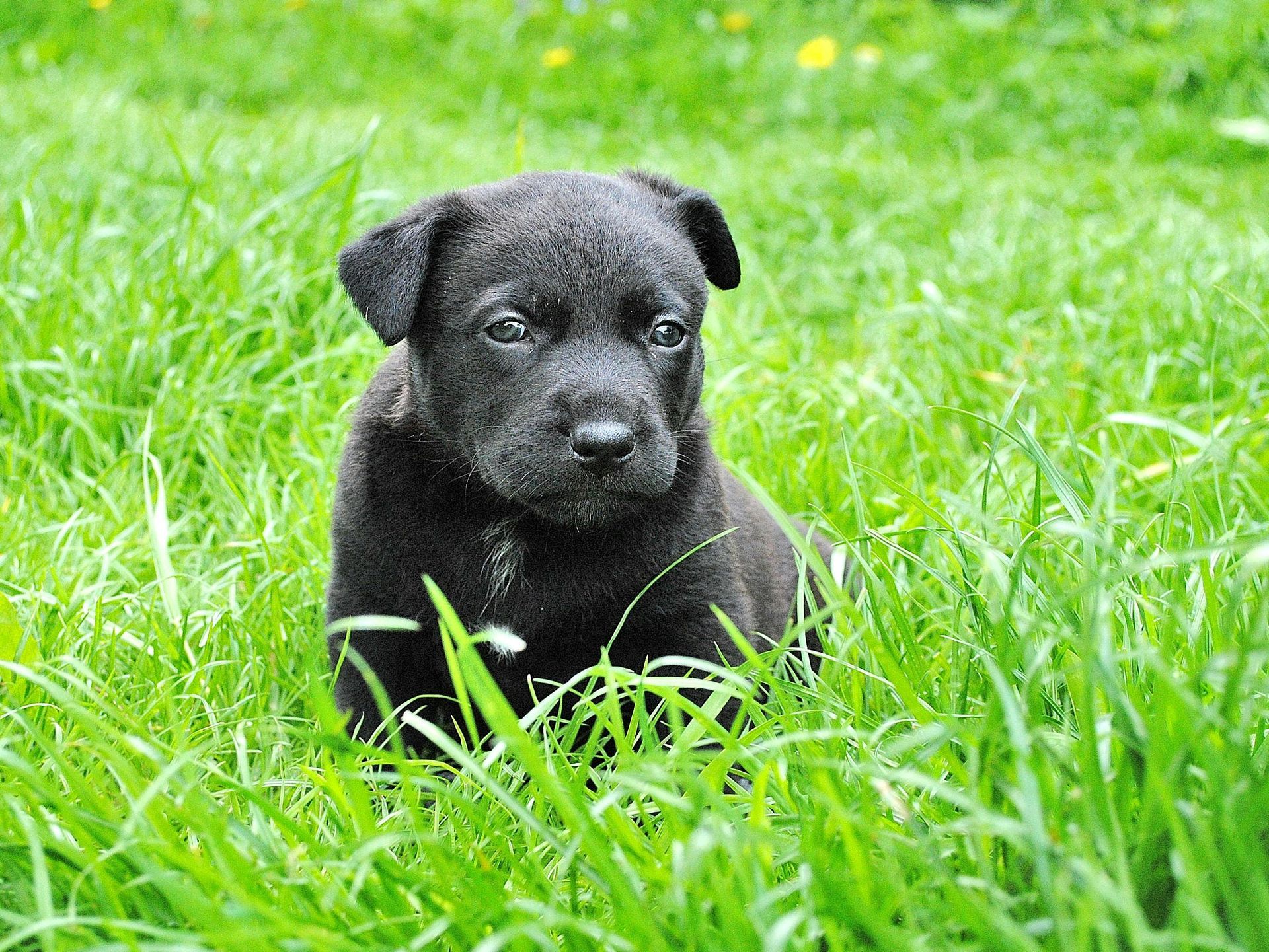 Black puppy sitting in green grass.