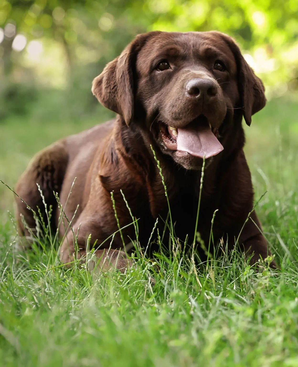 Chocolate Labrador lying in green grass, panting with tongue out.