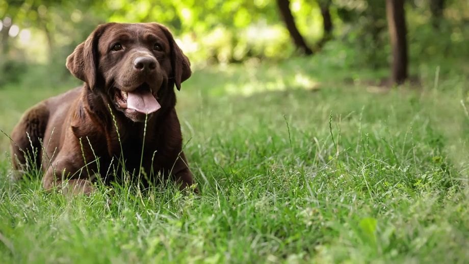 Chocolate Labrador dog resting in green grass, panting with a forest background.