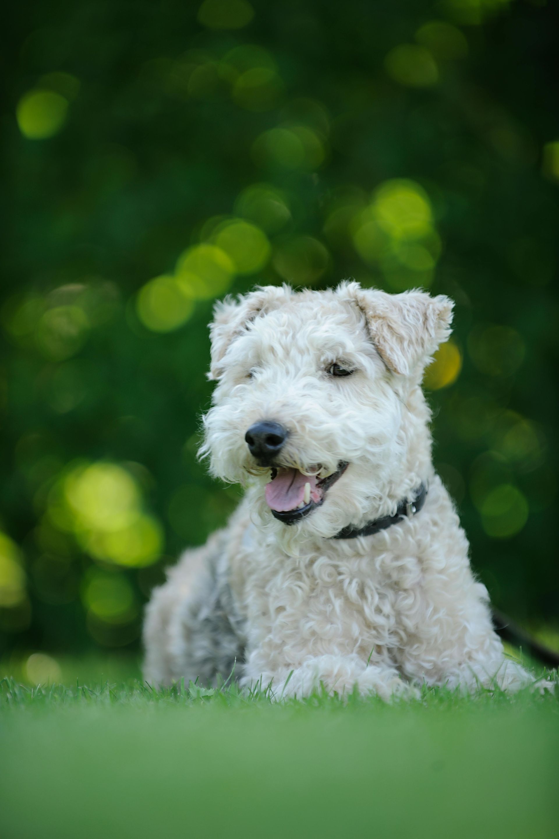 A tan and white terrier dog resting on green grass, smiling with a green, blurred background.
