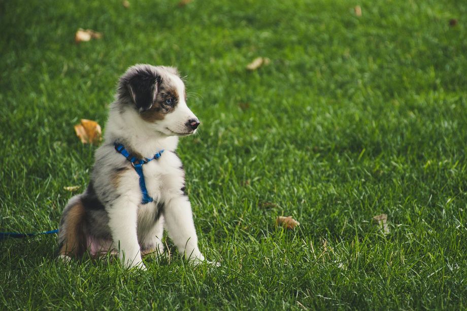 Puppy with blue eyes sits on green grass, wearing a blue harness.