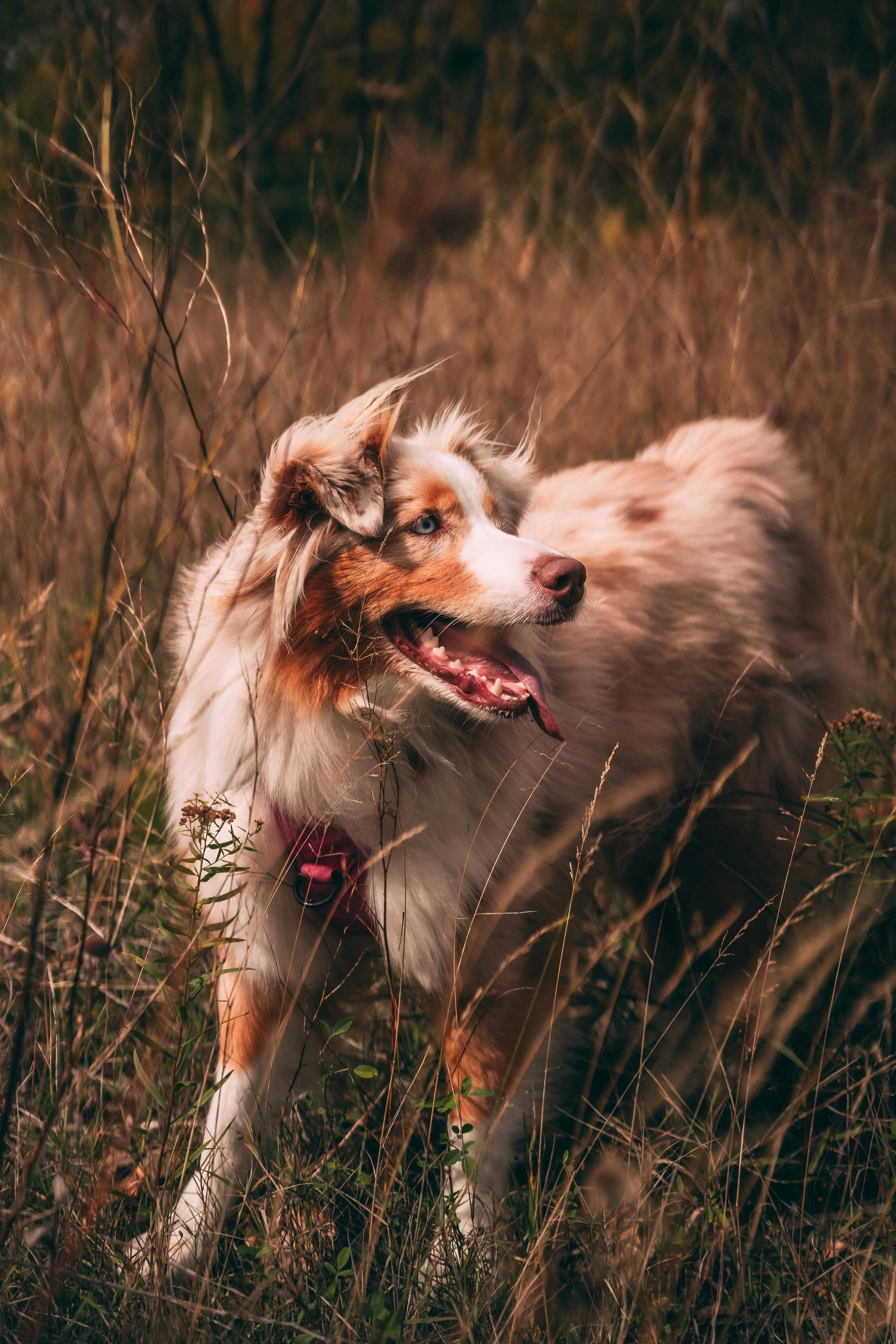 Australian Shepherd dog standing in tall, dry grass. Red merle coat, tongue out, smiling.