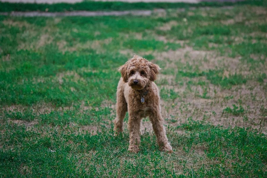 Brown Goldendoodle standing in green grass.