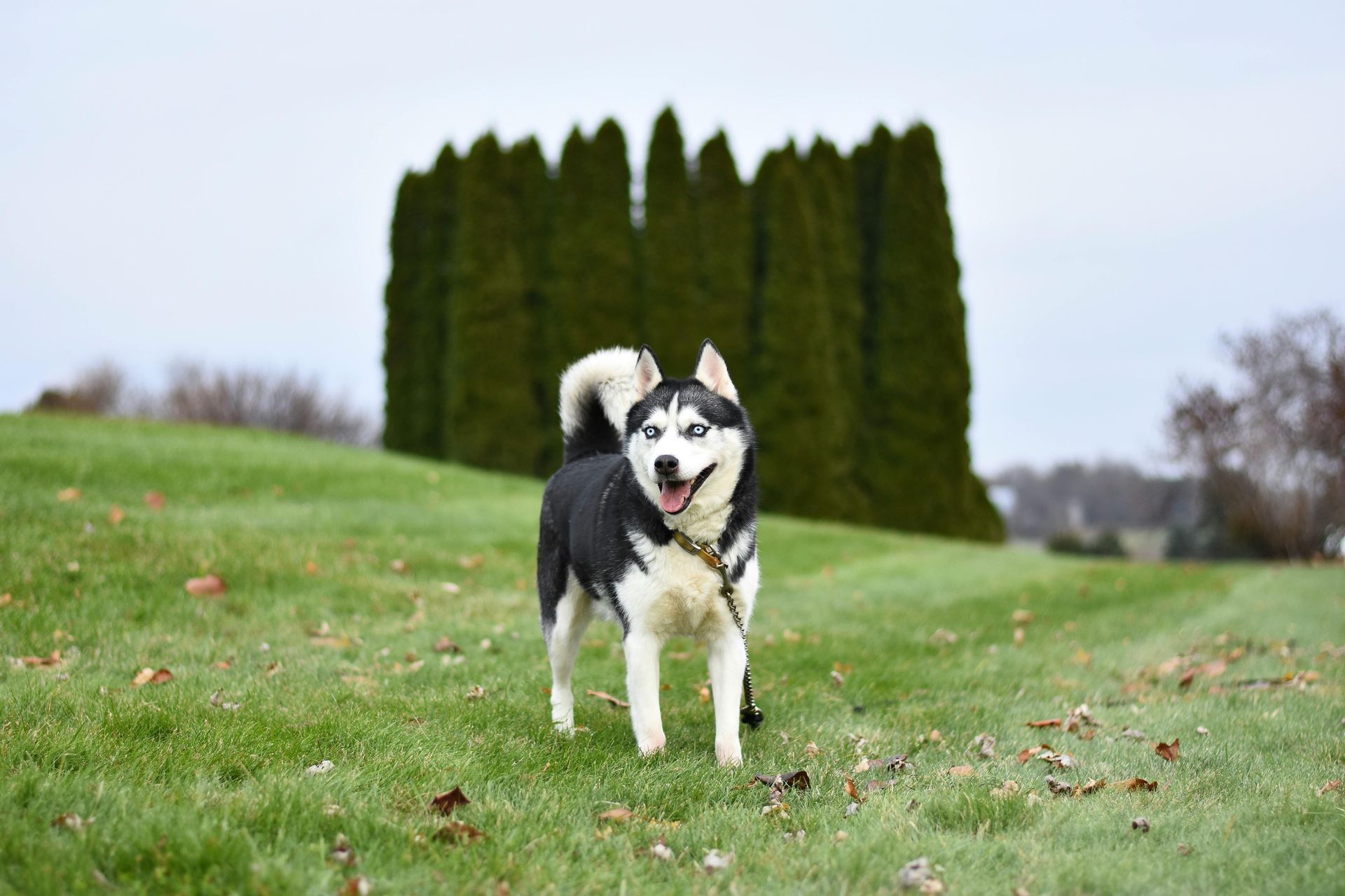 Black and white husky dog with blue eyes stands on a green grassy hill, smiling. Tall green trees in the background.