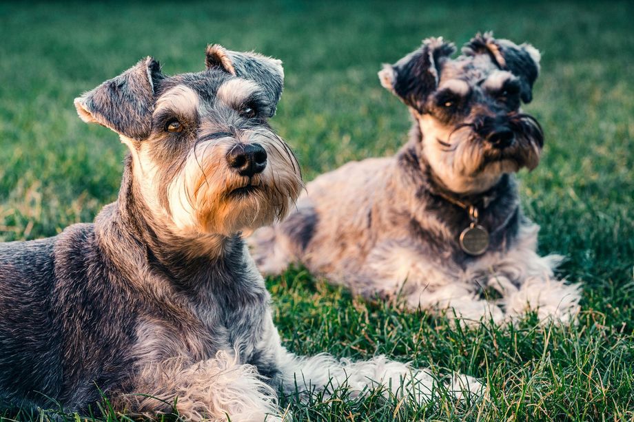 Two salt-and-pepper Schnauzer dogs lying on green grass. One has a collar and tag.