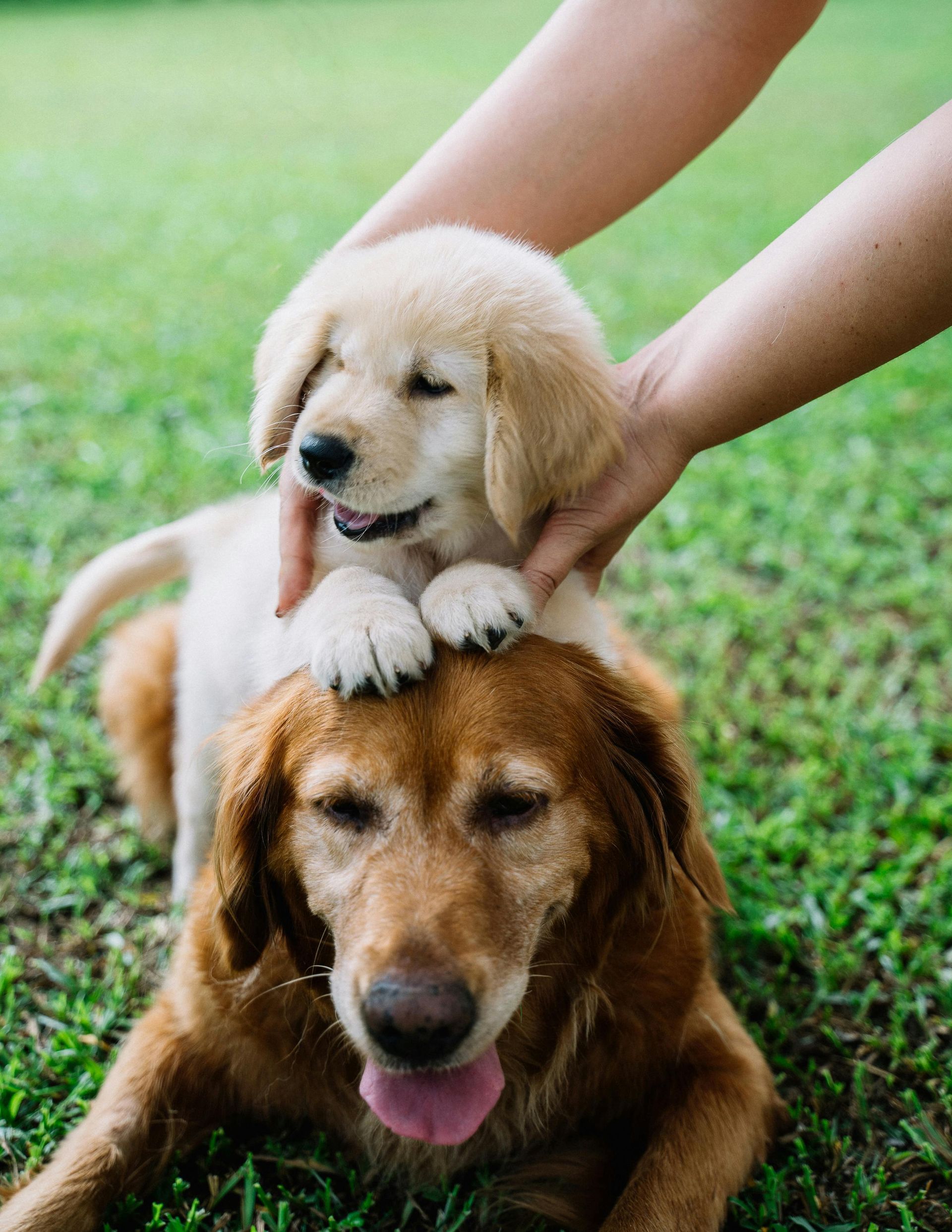 Golden retriever puppy on top of a larger, older golden retriever, both on green grass.