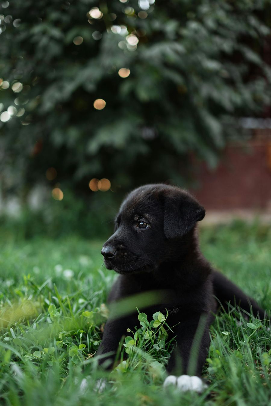 Black puppy in green grass, looking left, with a blurred green background.