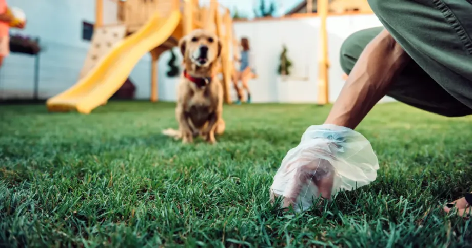 Person picking up dog waste from a grassy yard; dog and playground in background.
