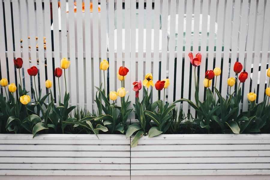 Red and yellow tulips blooming in a white planter in front of a white slatted fence.