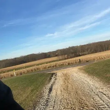 Gravel road leading to a field of crops under a bright blue sky. Trees in the background.