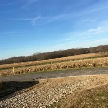 Roadside view of a harvested cornfield under a bright blue sky with a tree line in the background.