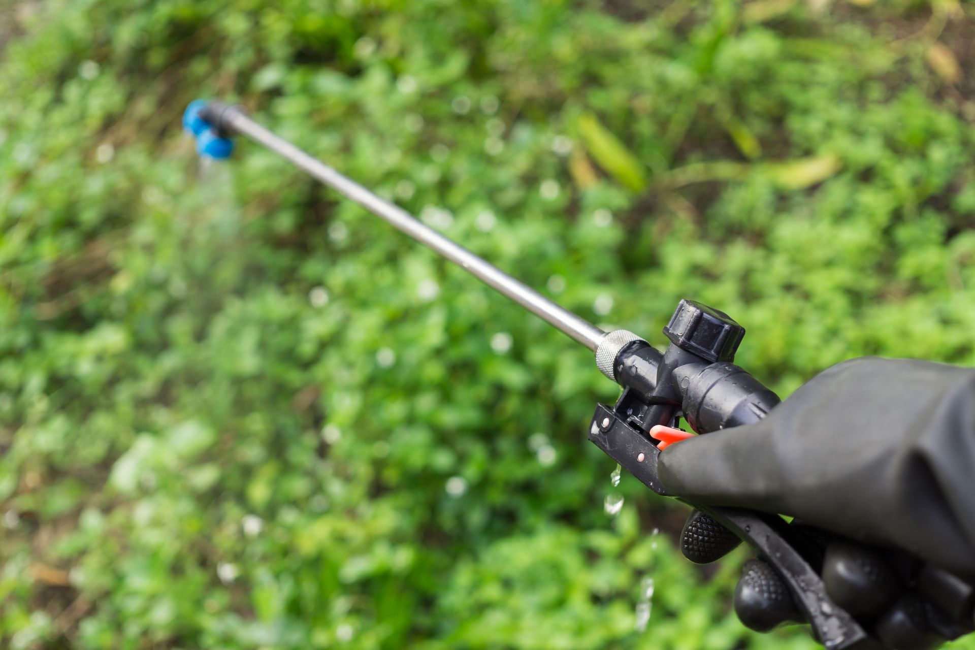 Control de plagas Evolution