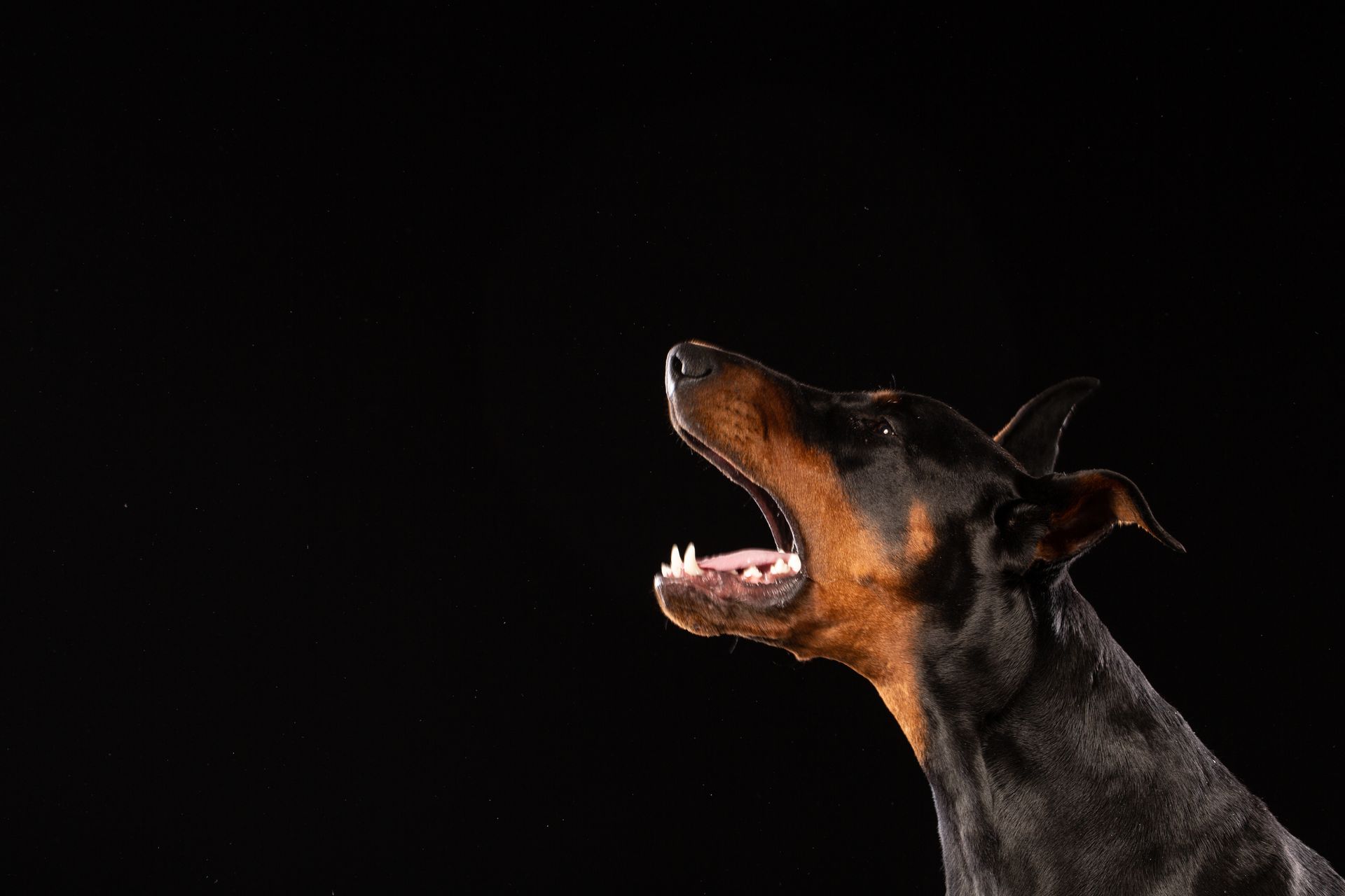 Black Doberman pinscher barking upwards, against a black background.