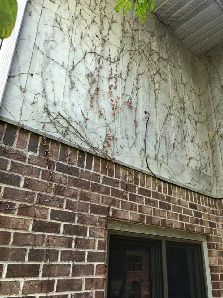 A brick wall with ivy growing on it and a window.