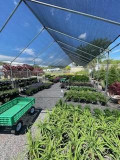 Nursery with Plants — Milton, NY — Top Seed Landscape Design Inc