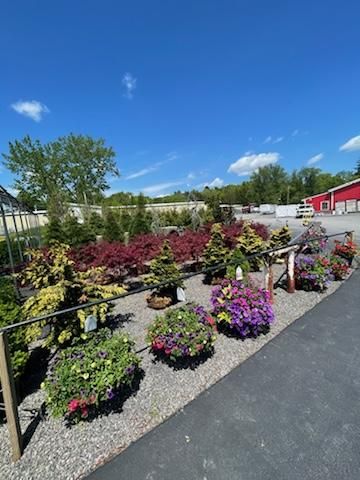 Plants and Flowers — Milton, NY — Top Seed Landscape Design Inc