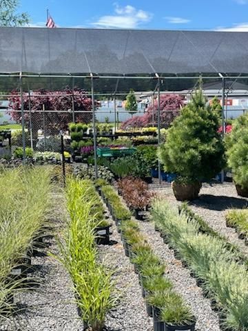 Nursery with Potted Plants — Milton, NY — Top Seed Landscape Design Inc