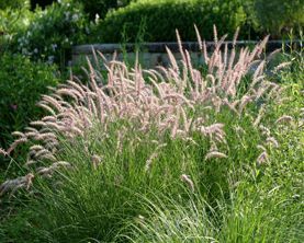 Fountain Grass Pennisetum — Landscape Design Services in Milton, NY