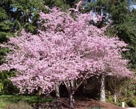 Flowering Cherry — Landscape Design Services in Milton, NY