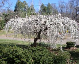 Weeping Cherry — Landscape Design Services in Milton, NY