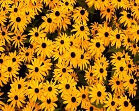 Black Eyed Susan — Landscape Design Services in Milton, NY