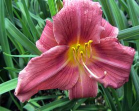 Rosy Returns Day Lily — Landscape Design Services in Milton, NY