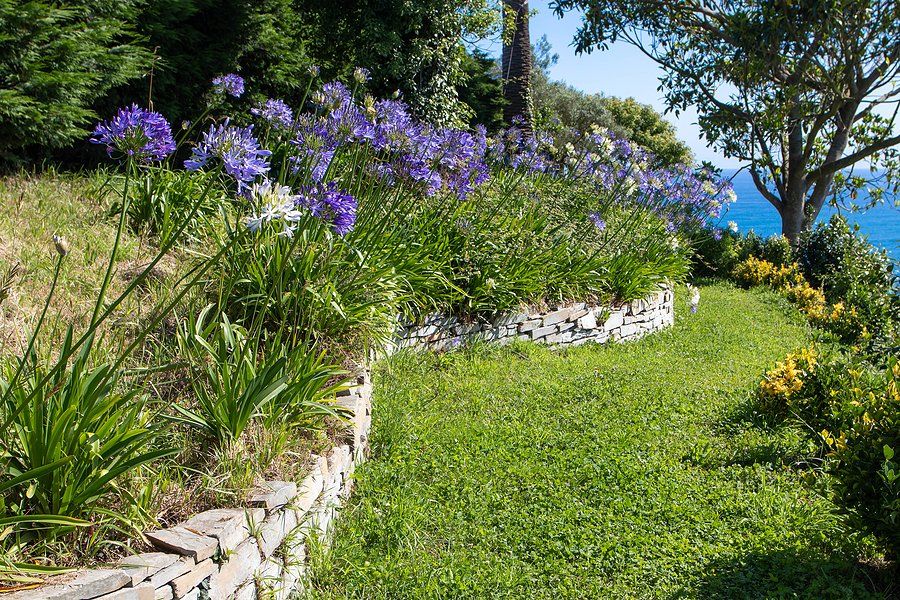 flowers in the yard