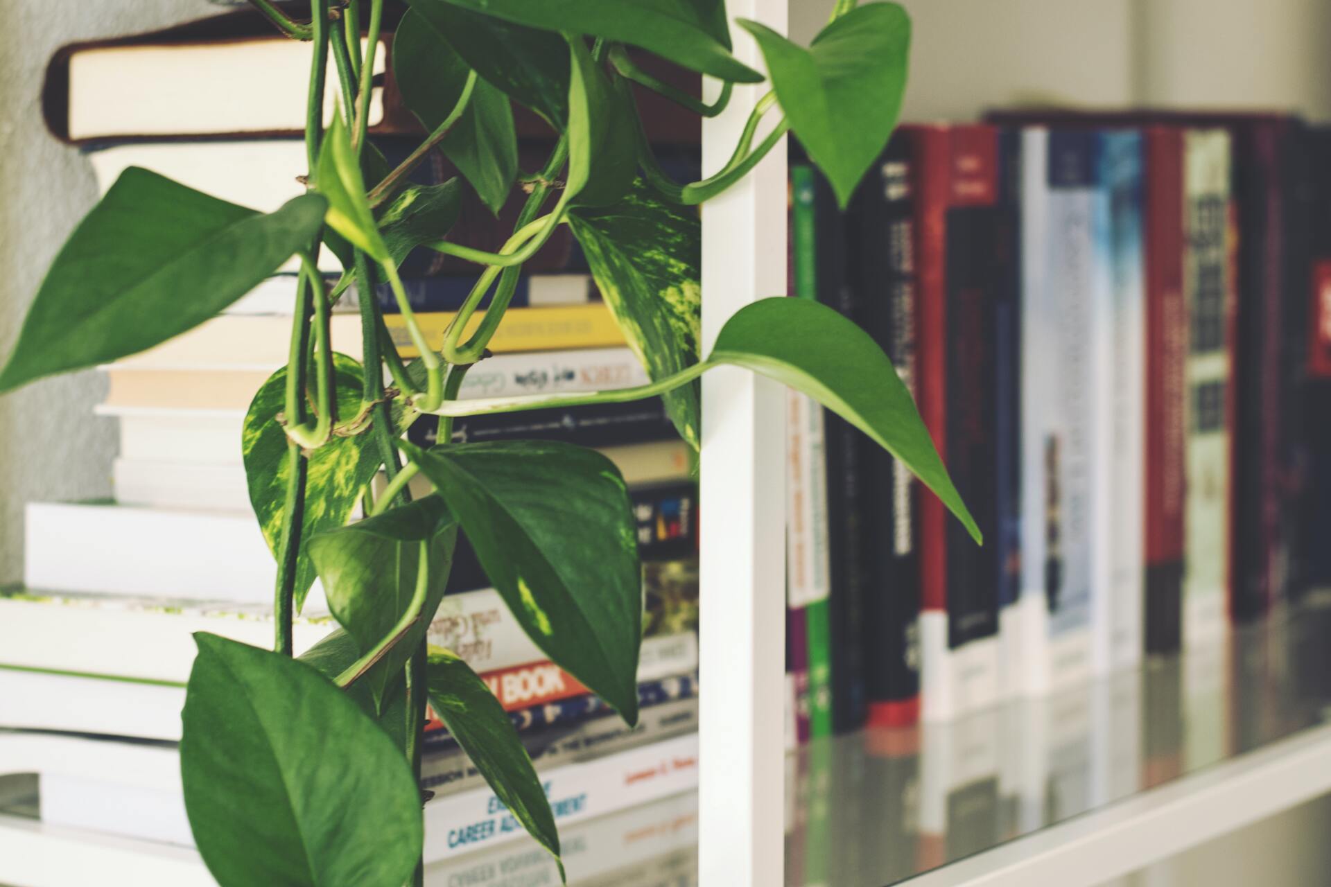Image of a plant and bookcase up close