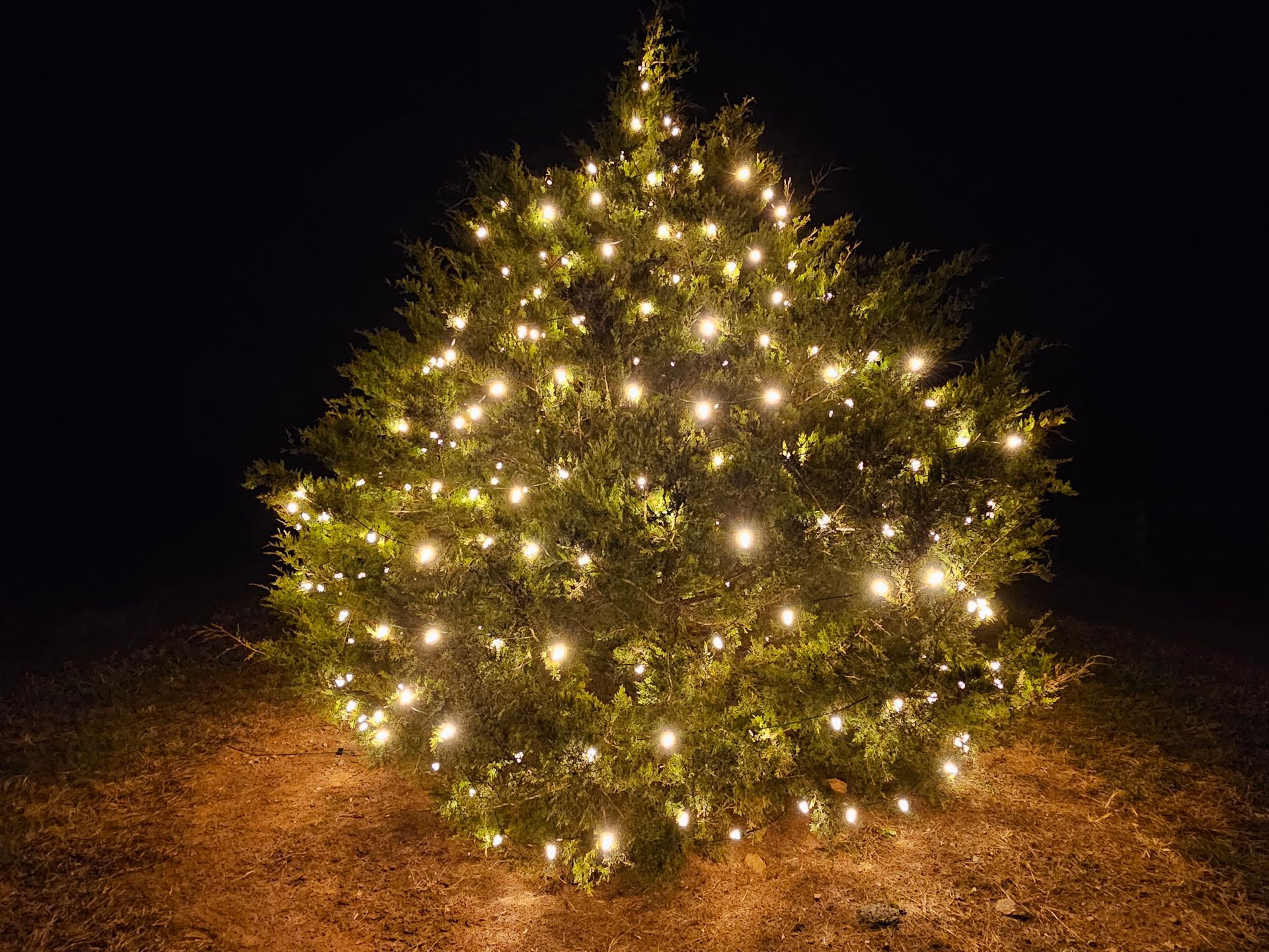 Christmas tree illuminated with warm white lights at night.