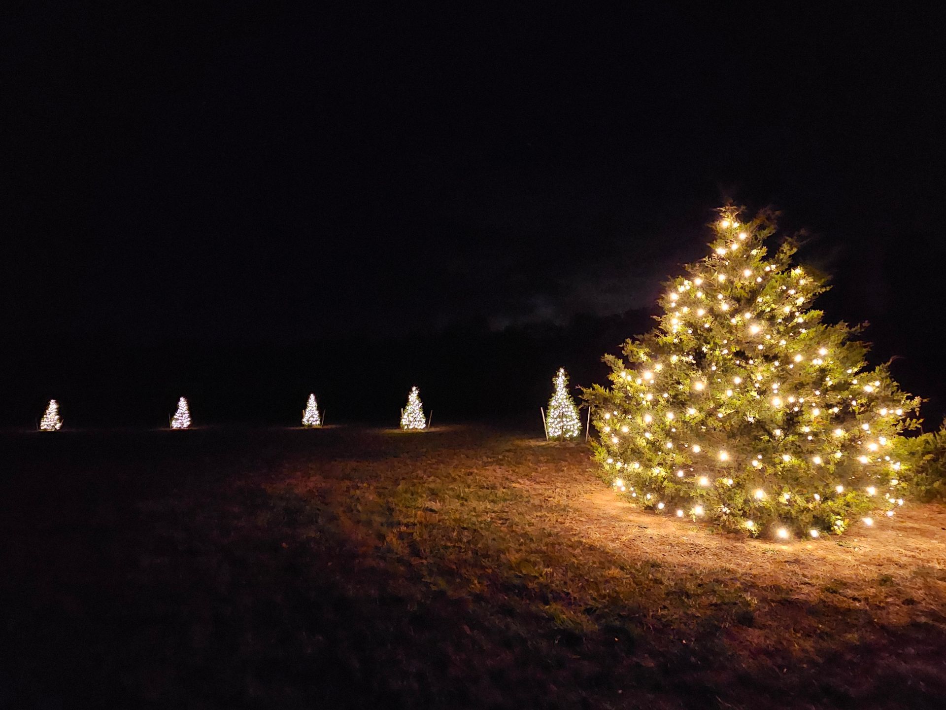 Christmas trees lit with white lights in a dark field at night.