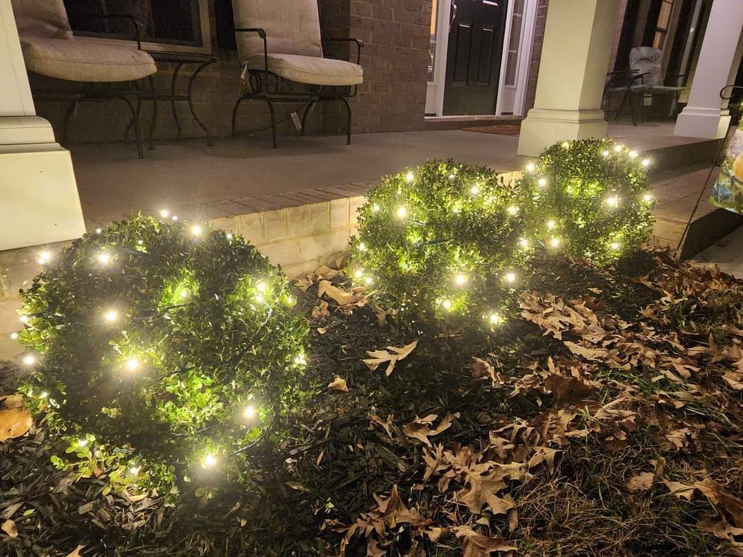 Three rounded shrubs lit with warm white string lights, in front of a house, at dusk.