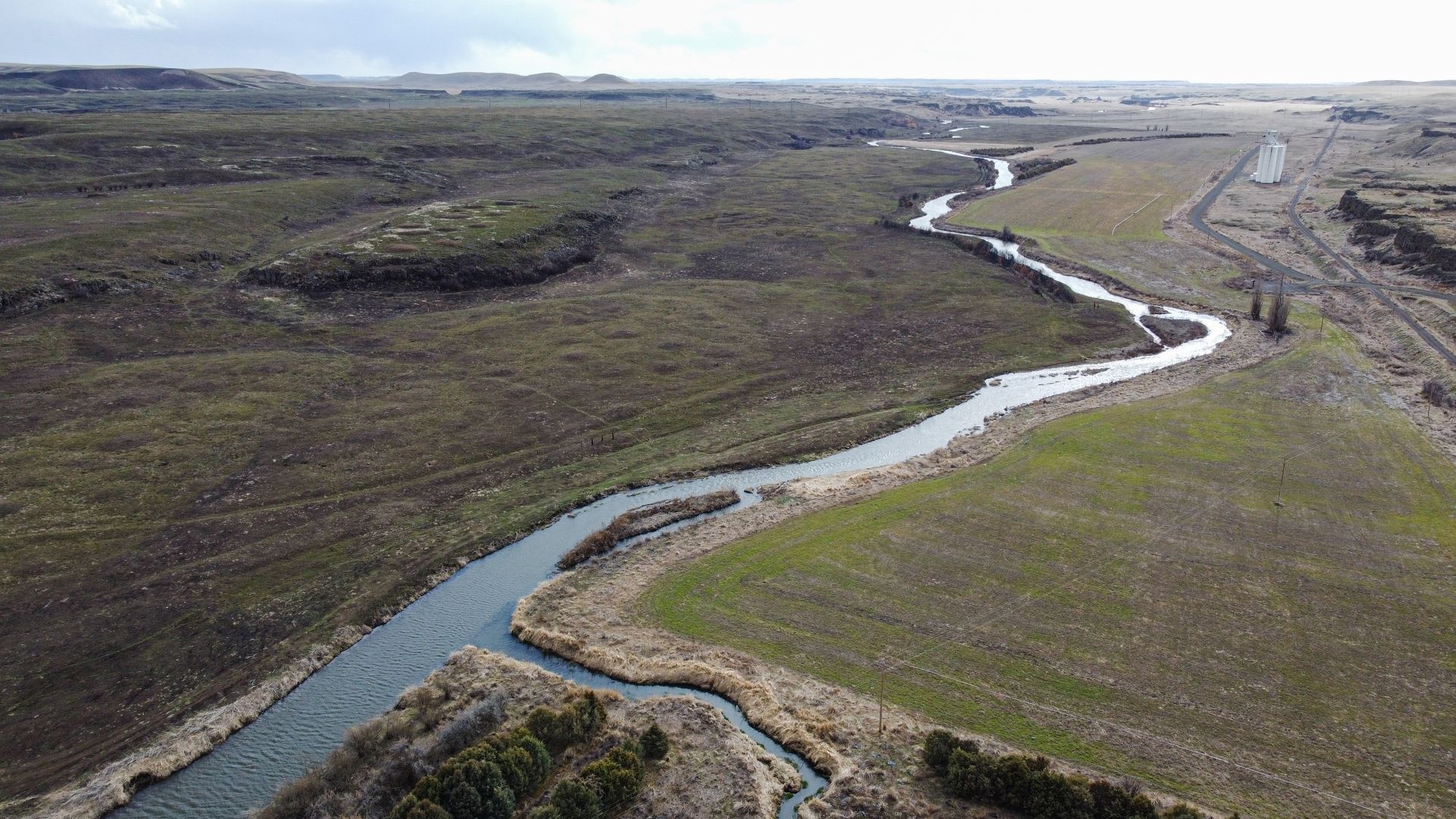 Flying Bird — Tacoma, WA — Pheasants Forever